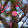 紅梅もそろそろ