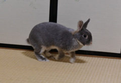 小走り風