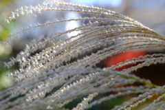12月12日のススキ