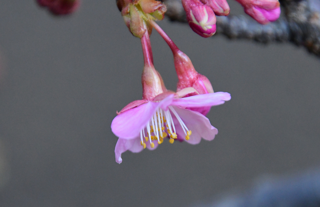 庭河津一輪開花