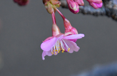 庭河津一輪開花