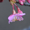 庭河津一輪開花