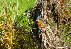 今回はあたしの登場よ