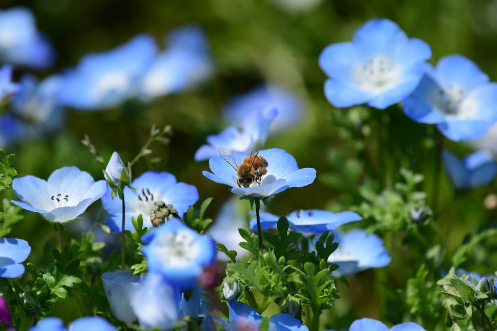 ネモフィラが好き