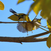 桜以外の木でもバトル