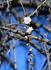 枝垂れ梅