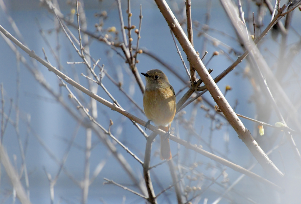 すぐにいなくなった