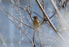 すぐにいなくなった