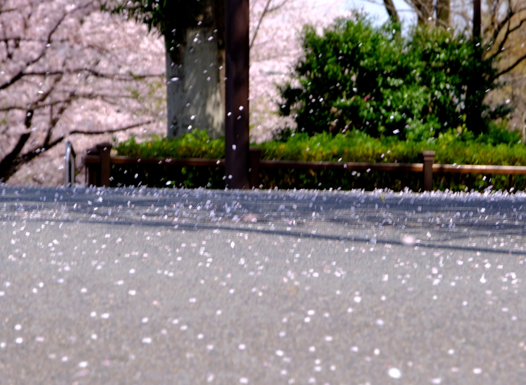 桜吹雪