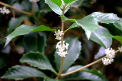 ヒイラギモクセイ２