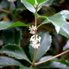ヒイラギモクセイ２