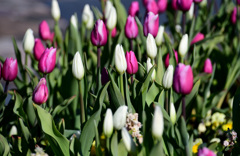 アイスチューリップ (２)