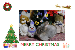 ポロリのクリスマスカード