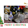 ポロリのクリスマスカード