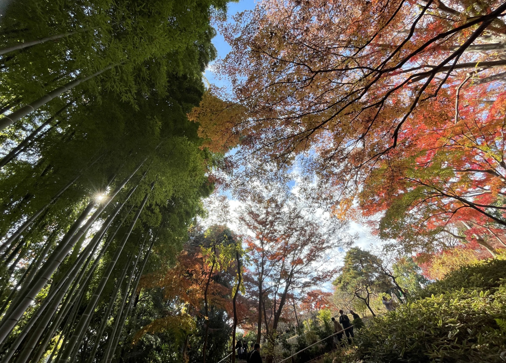 【竹林紅葉比較】スマホ広角