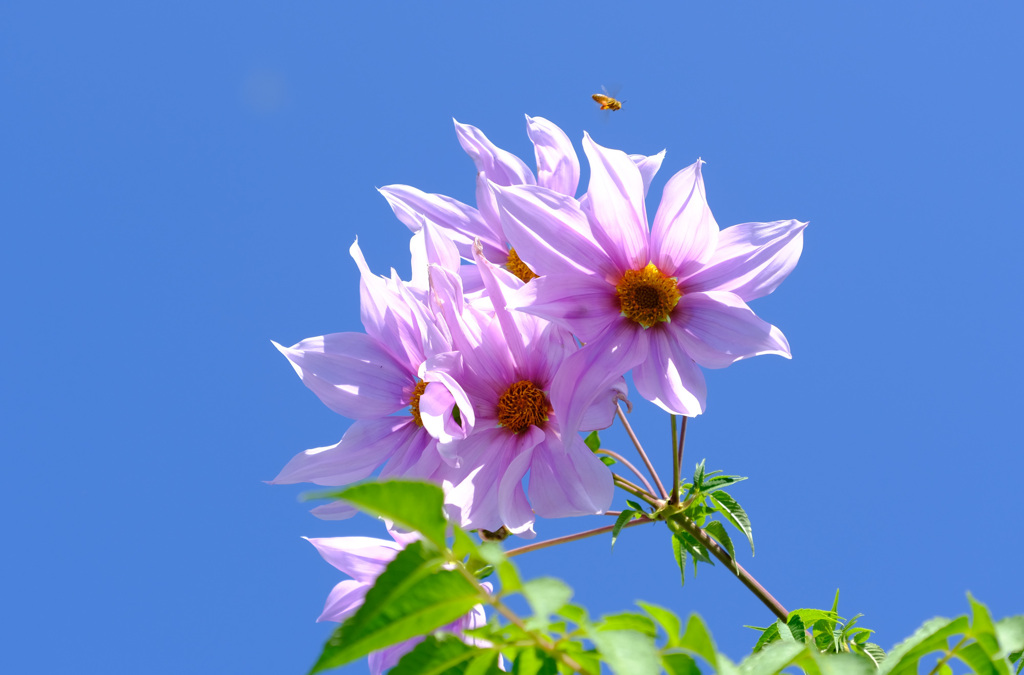 ハチさんも元気