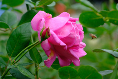 キャサリンコルデス（独）