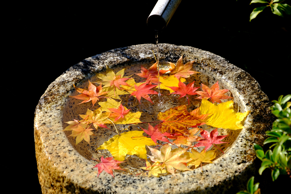 紅葉散らして