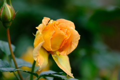 ゴルデルゼ（独）