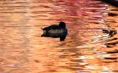 水面の紅葉