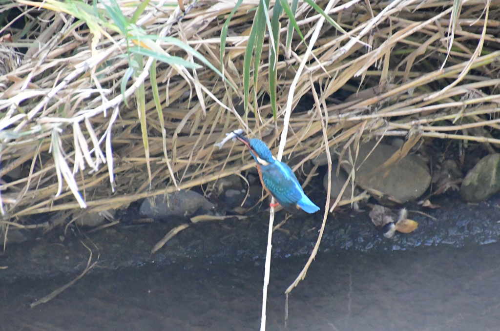 もうくわえてる