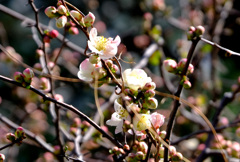 木瓜