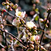 木瓜