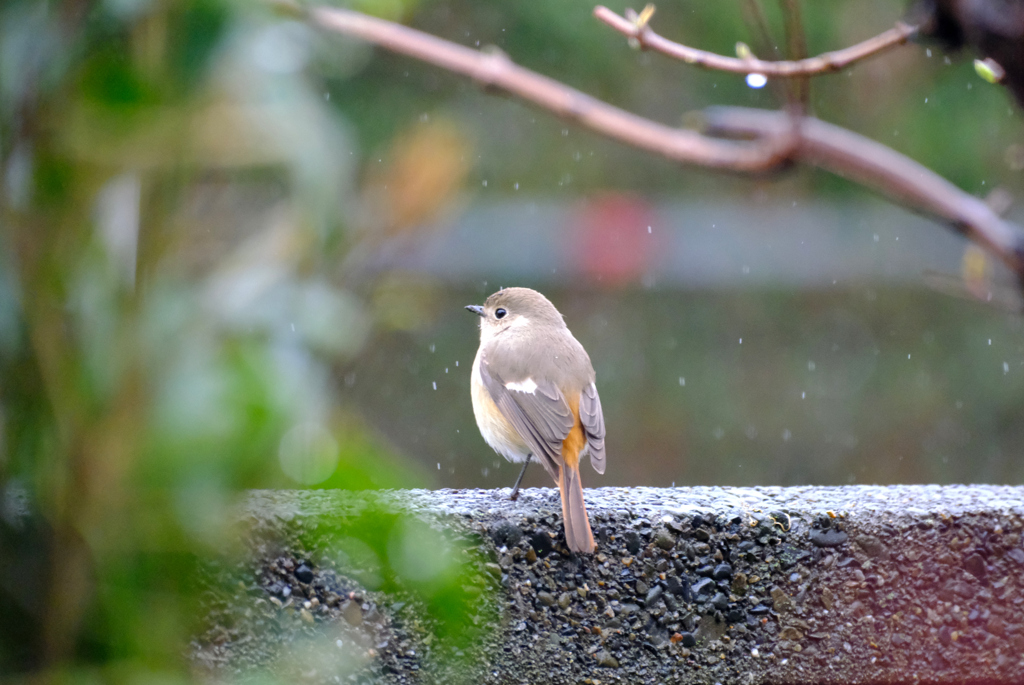 雨にぬれても