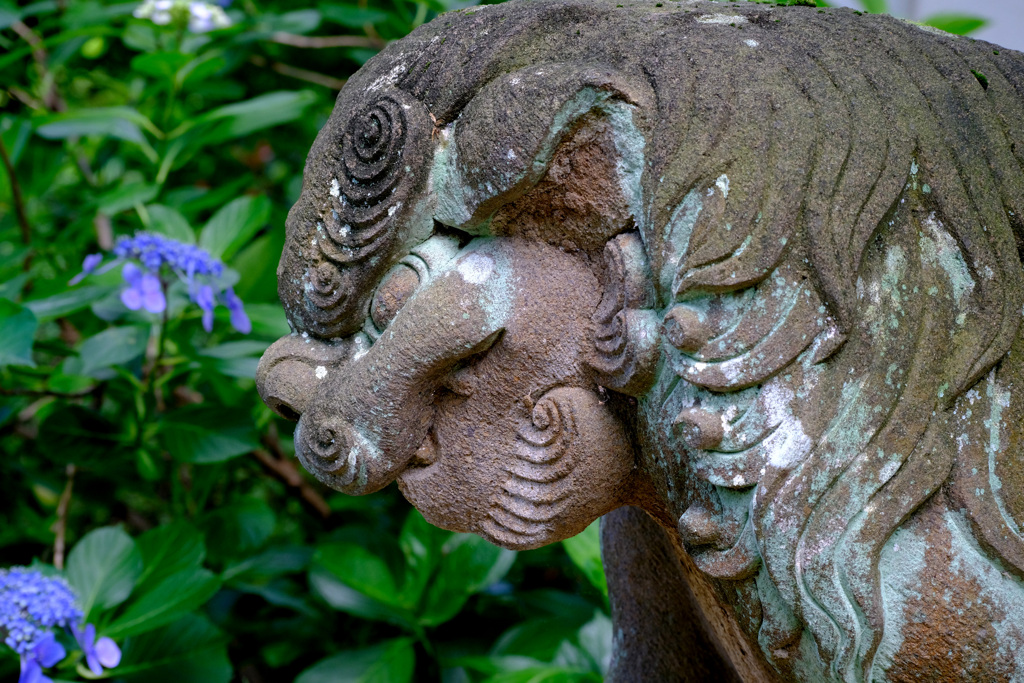 紫陽花にらんで