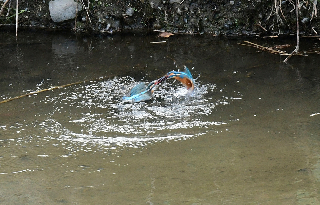 カワセミのバトル４