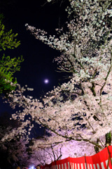 上弦の月と桜