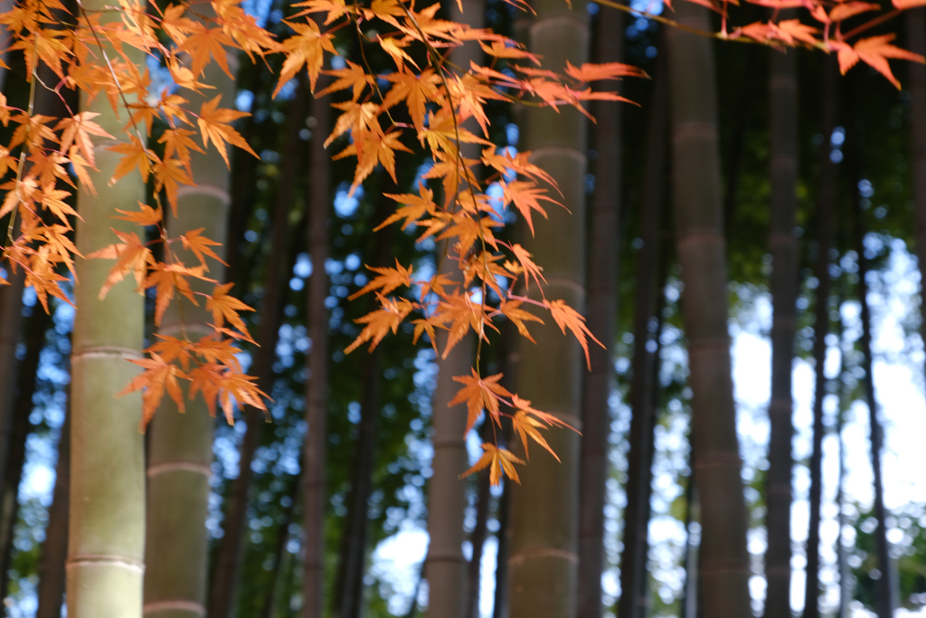 竹林と