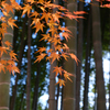 竹林と