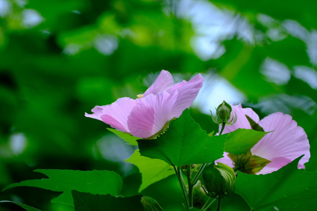 芙蓉