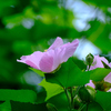 芙蓉
