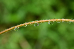 朝顔の蔓に水滴