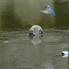 水面にも映る