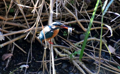 やったわ、見て見て