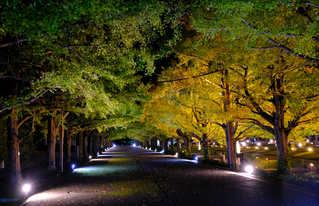 だれもいない銀杏並木