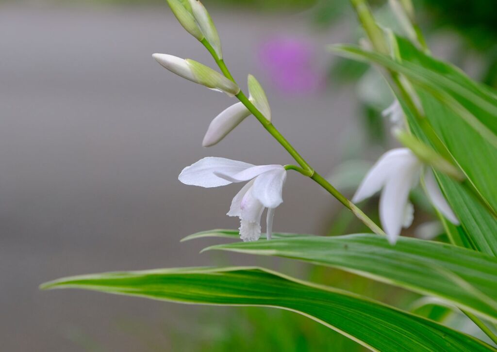 白花紫蘭2