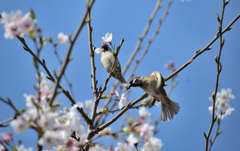 飛ぶスズメと桜