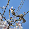 飛ぶスズメと桜