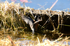 あらら、落ちちゃった？