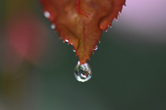 まだ落ちない まだ落ちない