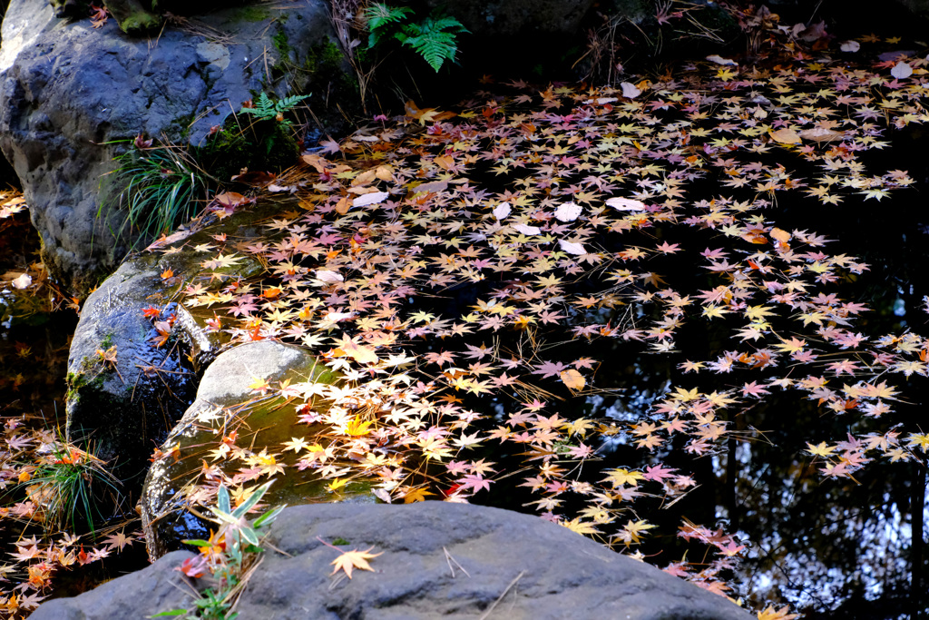 一面の落ち紅葉