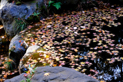 一面の落ち紅葉