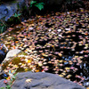 一面の落ち紅葉