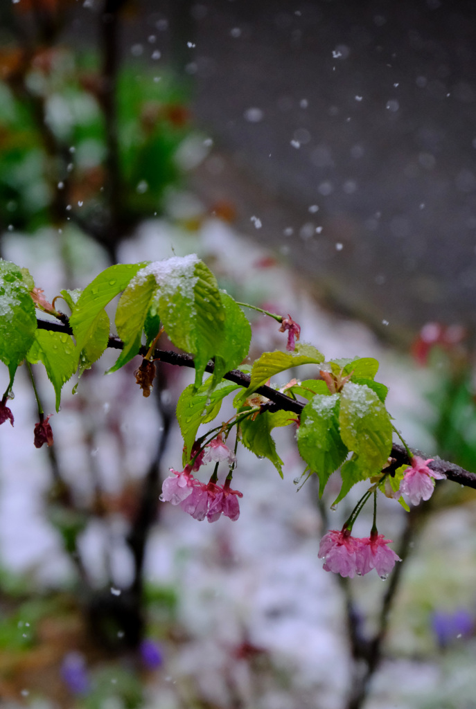 名残の河津桜に降る