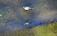 秋色ハクセキレイ