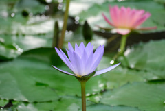 熱帯睡蓮４